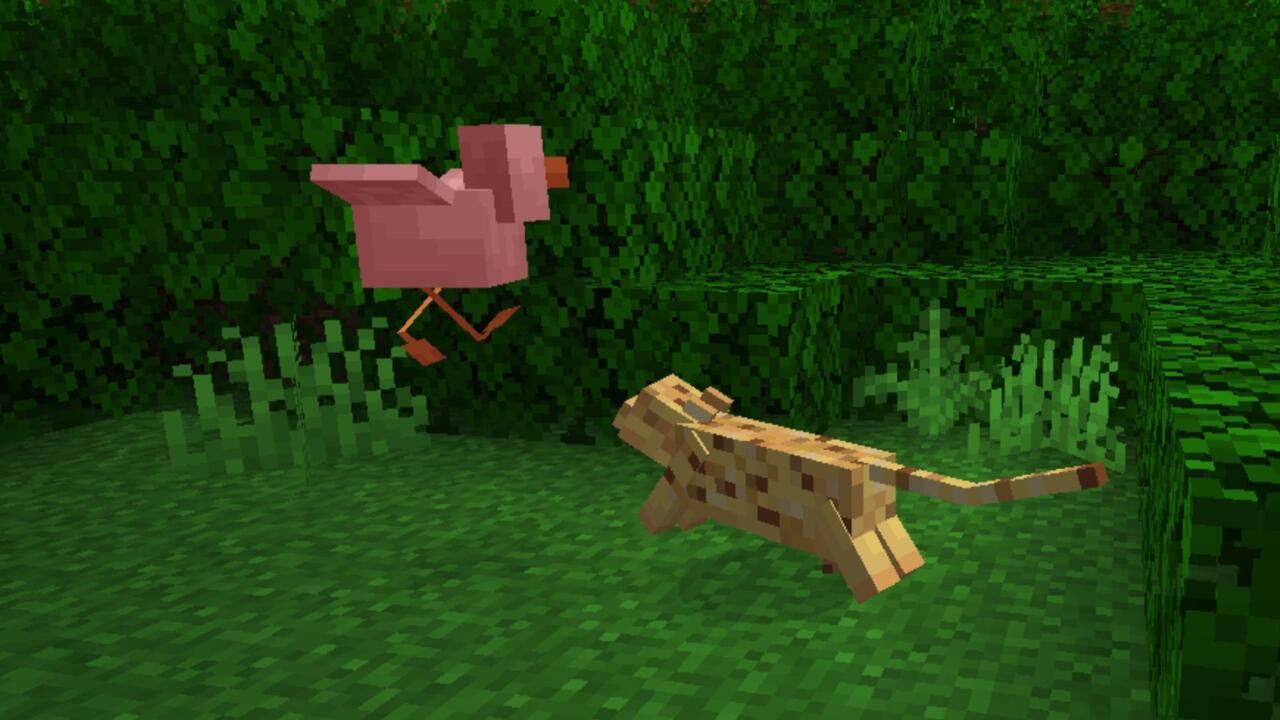 An ocelot hunting a chicken