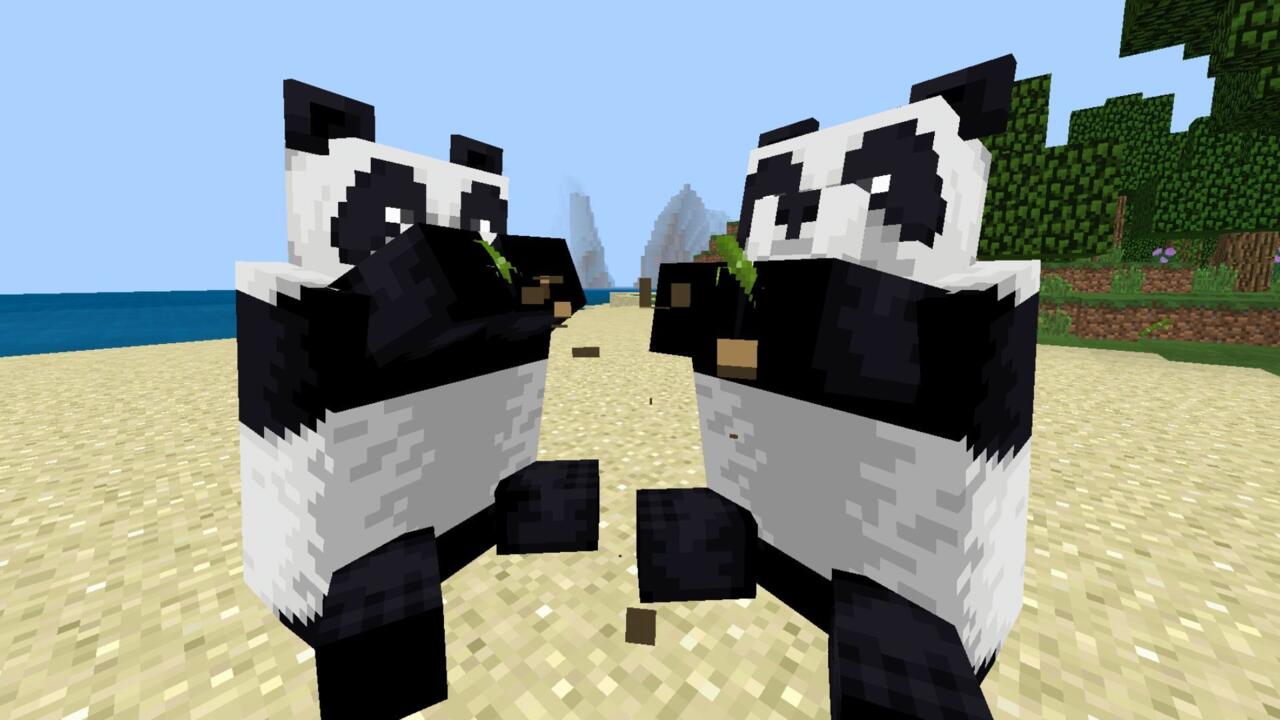 Two pandas eating bamboo