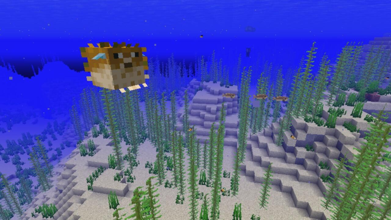 An inflated pufferfish
